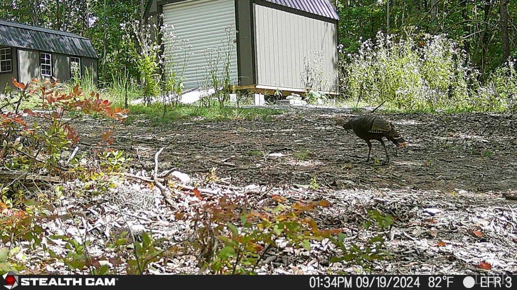 0 Earley Farm Road Amherst, VA 24521 - Photo 16 of 56 Gallery Image 16
