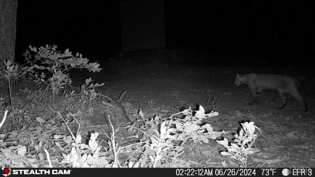 0 Earley Farm Road Amherst, VA 24521 - Photo 17 of 56 Gallery Image 17