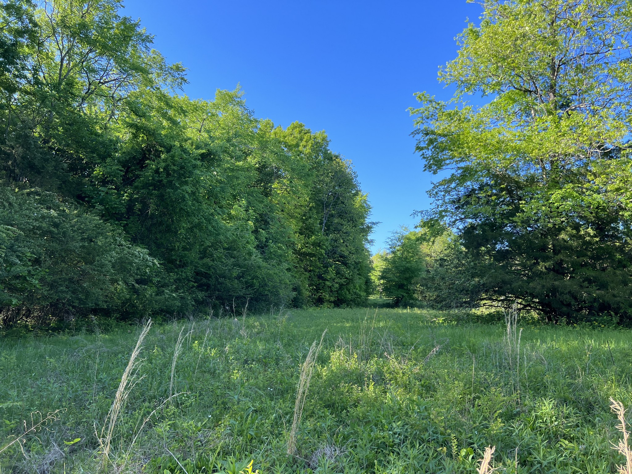 810 Rabbit Branch Road Shelbyville, TN 37160 - Photo 11 of 17 a view of outdoor space with deck and yard