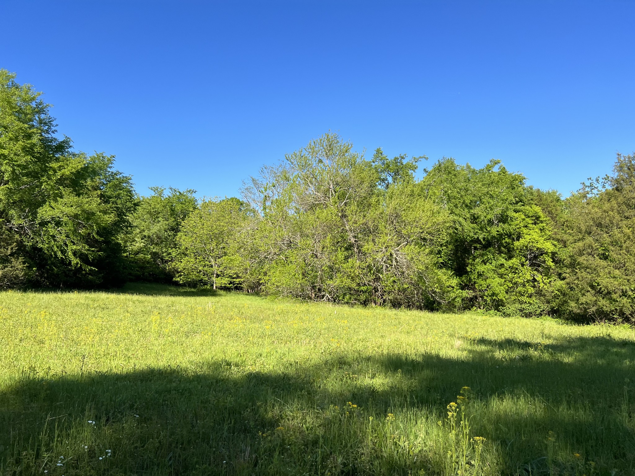 810 Rabbit Branch Road Shelbyville, TN 37160 - Photo 13 of 17 a view of yard with swimming pool