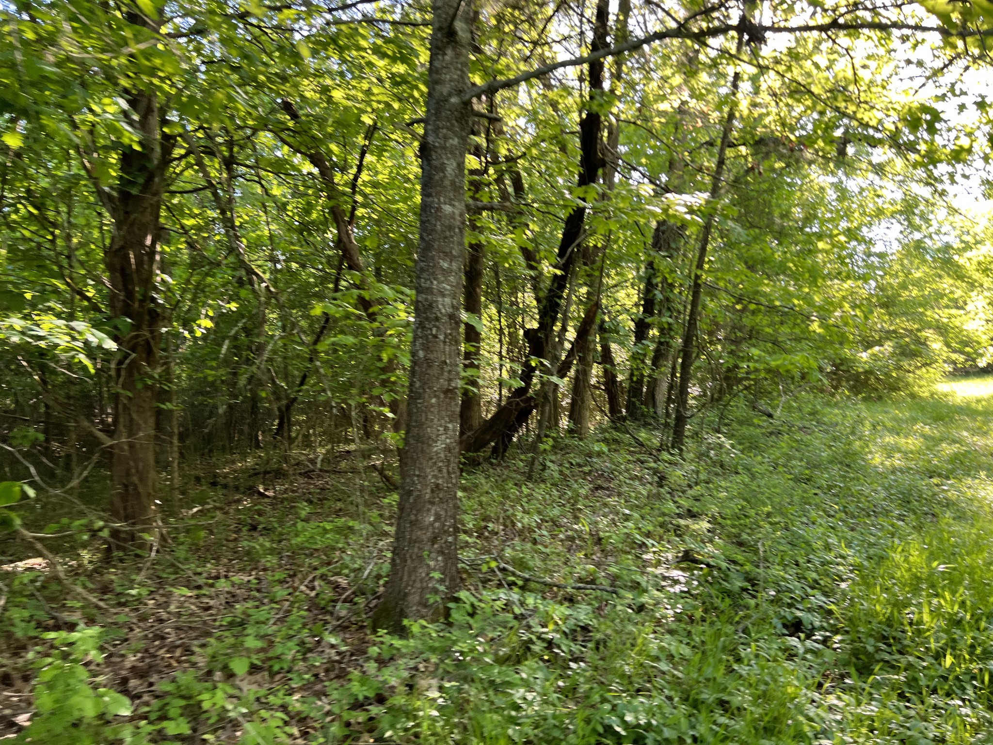 810 Rabbit Branch Road Shelbyville, TN 37160 - Photo 14 of 17 a view of a forest