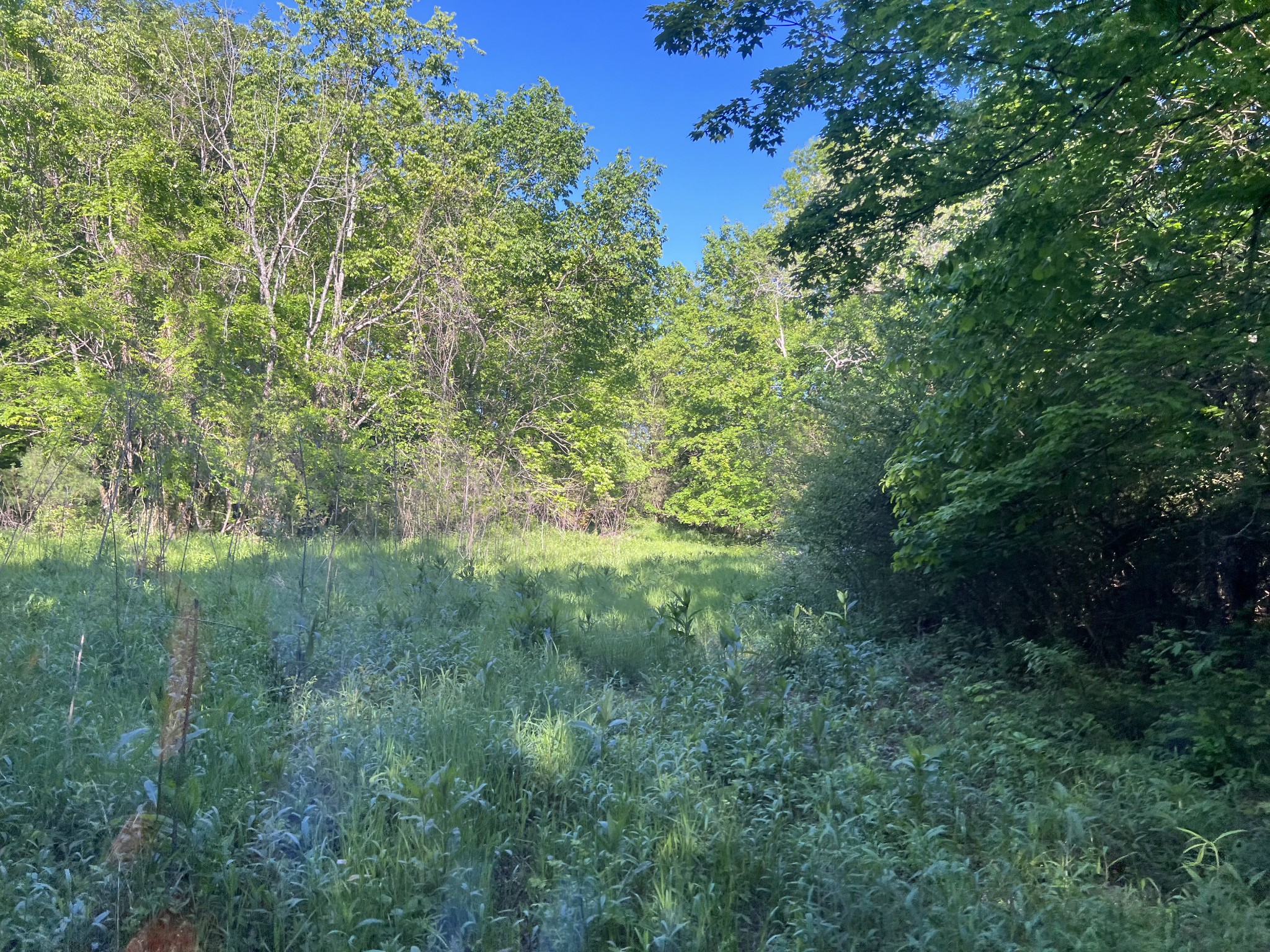 810 Rabbit Branch Road Shelbyville, TN 37160 - Photo 15 of 17 a view of a lush green space