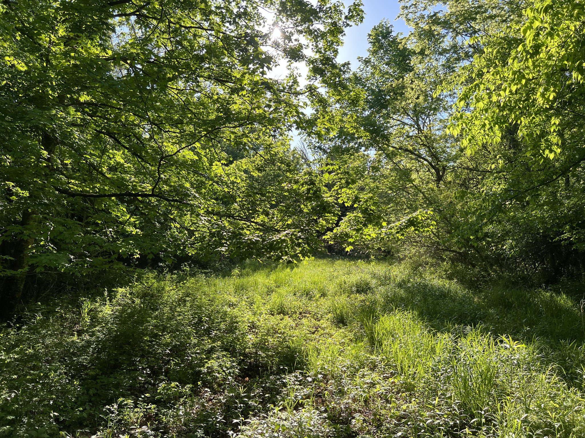 810 Rabbit Branch Road Shelbyville, TN 37160 - Photo 16 of 17 a view of a lush green forest