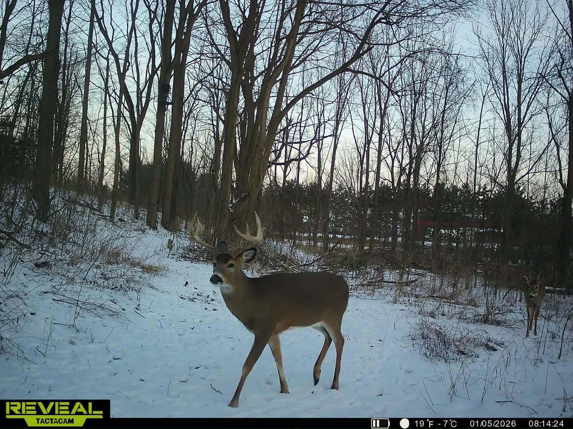 5121 Skuse Road Osseo, MI 49266 - Photo 22 of 32 sk23