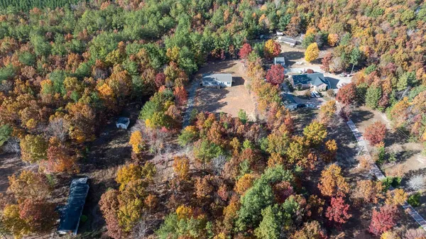 a view of a forest with a tree