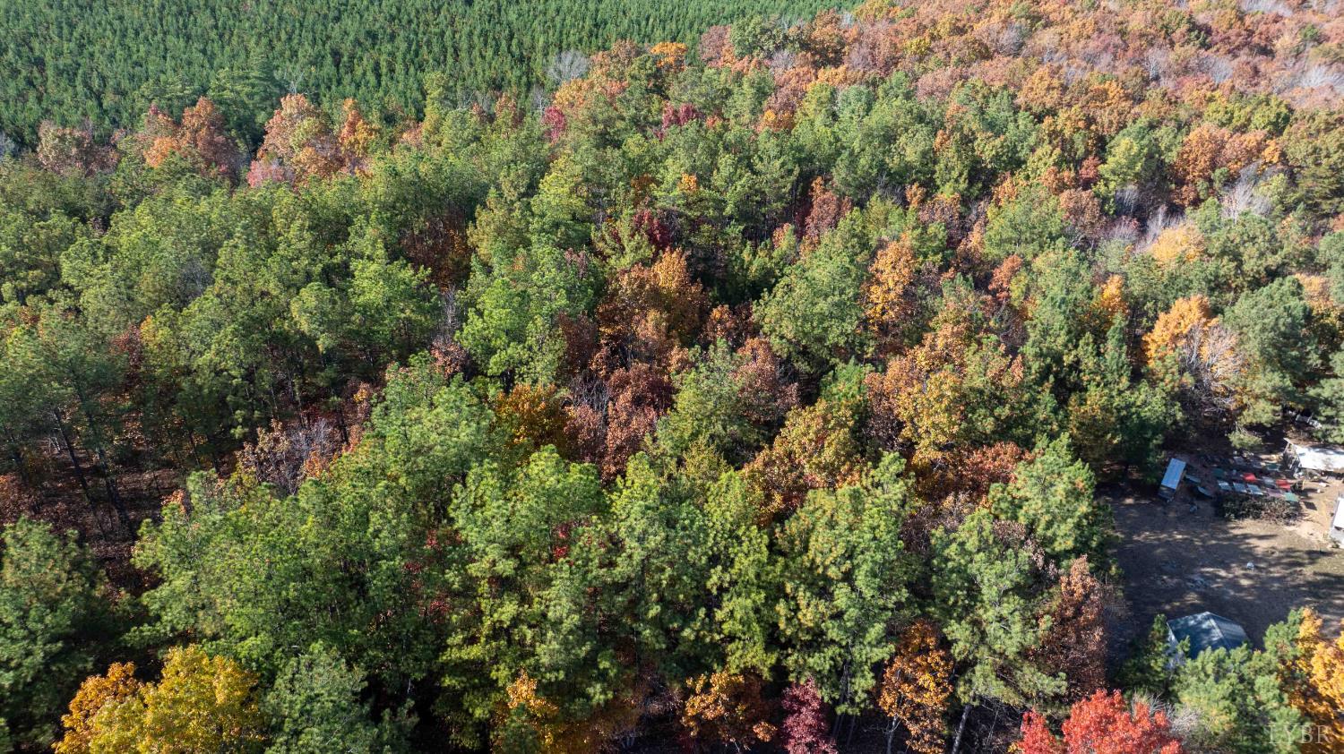1007 Austin Road Gladstone, VA 24553 - Photo 29 of 35 a view of a forest with a tree