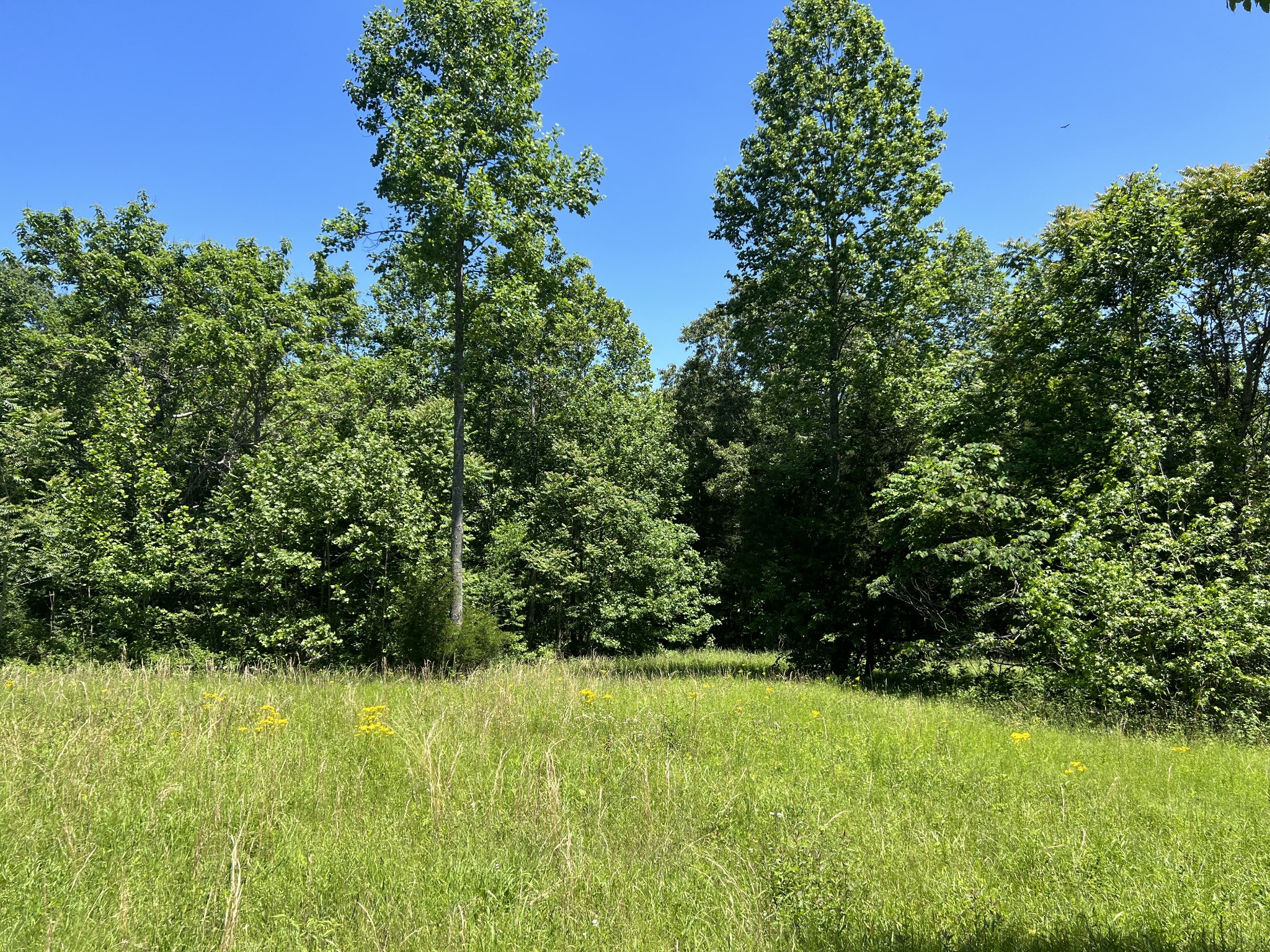0 Estes Road Charlotte, TN 37036 - Photo 7 of 14 Gallery Image 7