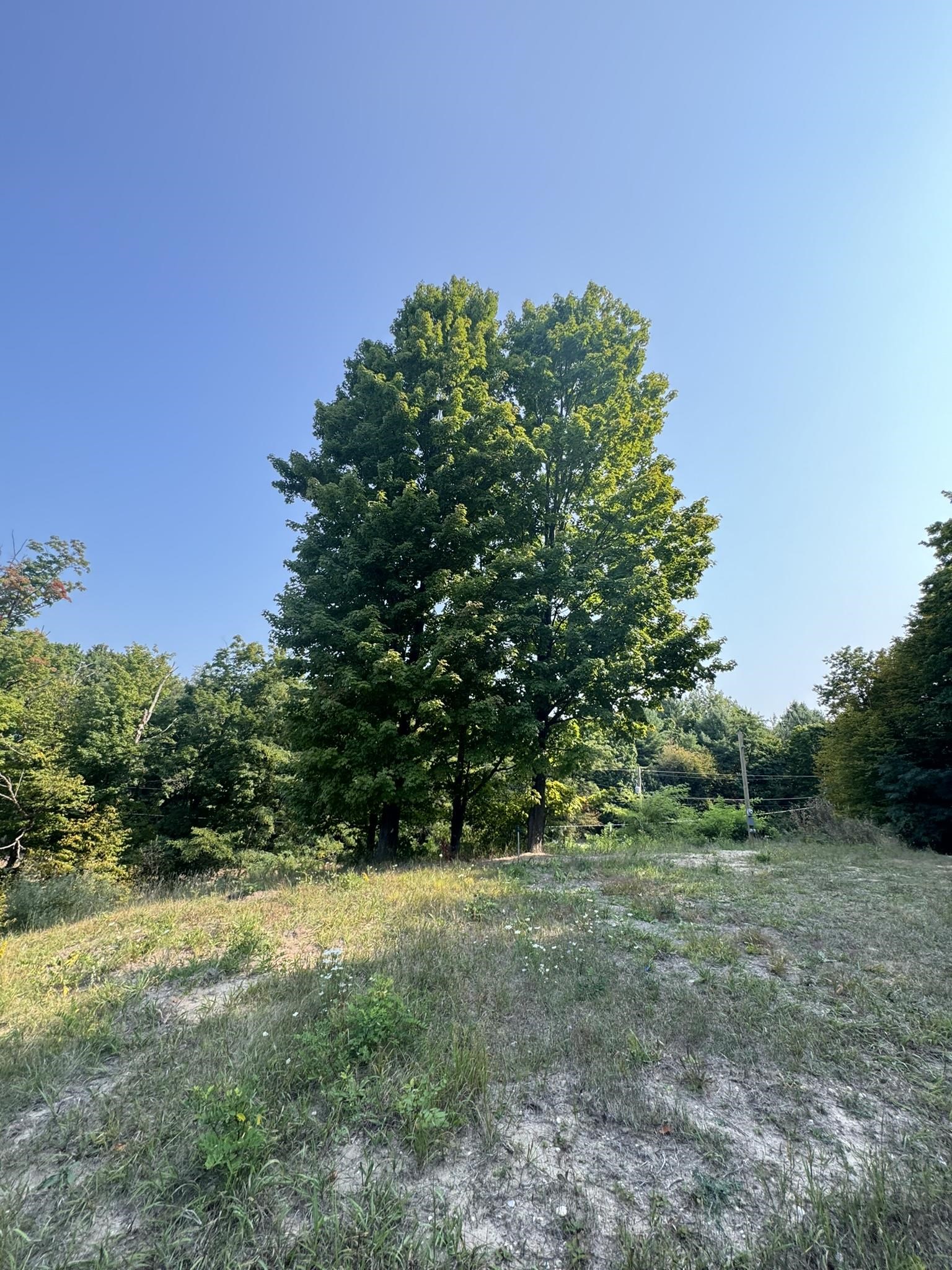 9011 Walling Road Alden, MI 49612 - Photo 9 of 18 Gallery Image 9