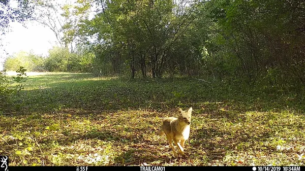a view of yard with swimming pool