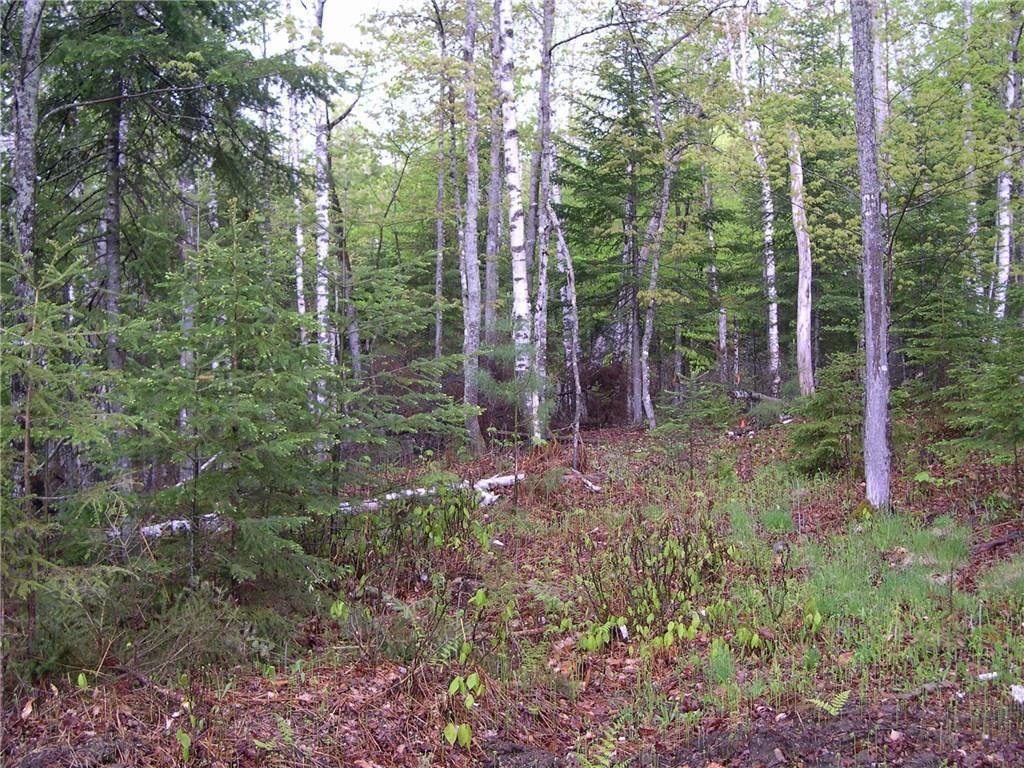 Lot 5 Manor Woods Road Rangeley, ME 04970 - Photo 11 of 14 wooded and private