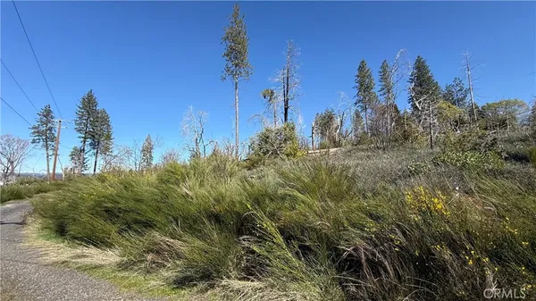 a view of a yard with palm trees