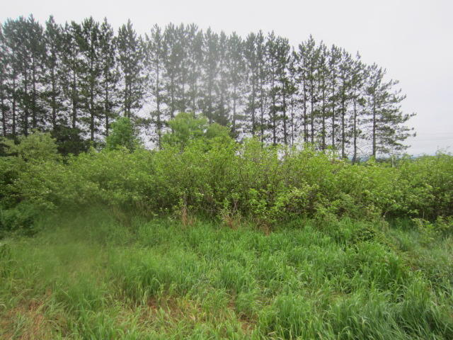 0 Lake Shore Road St. David, ME 04773 - Photo 5 of 5 IMG_7451