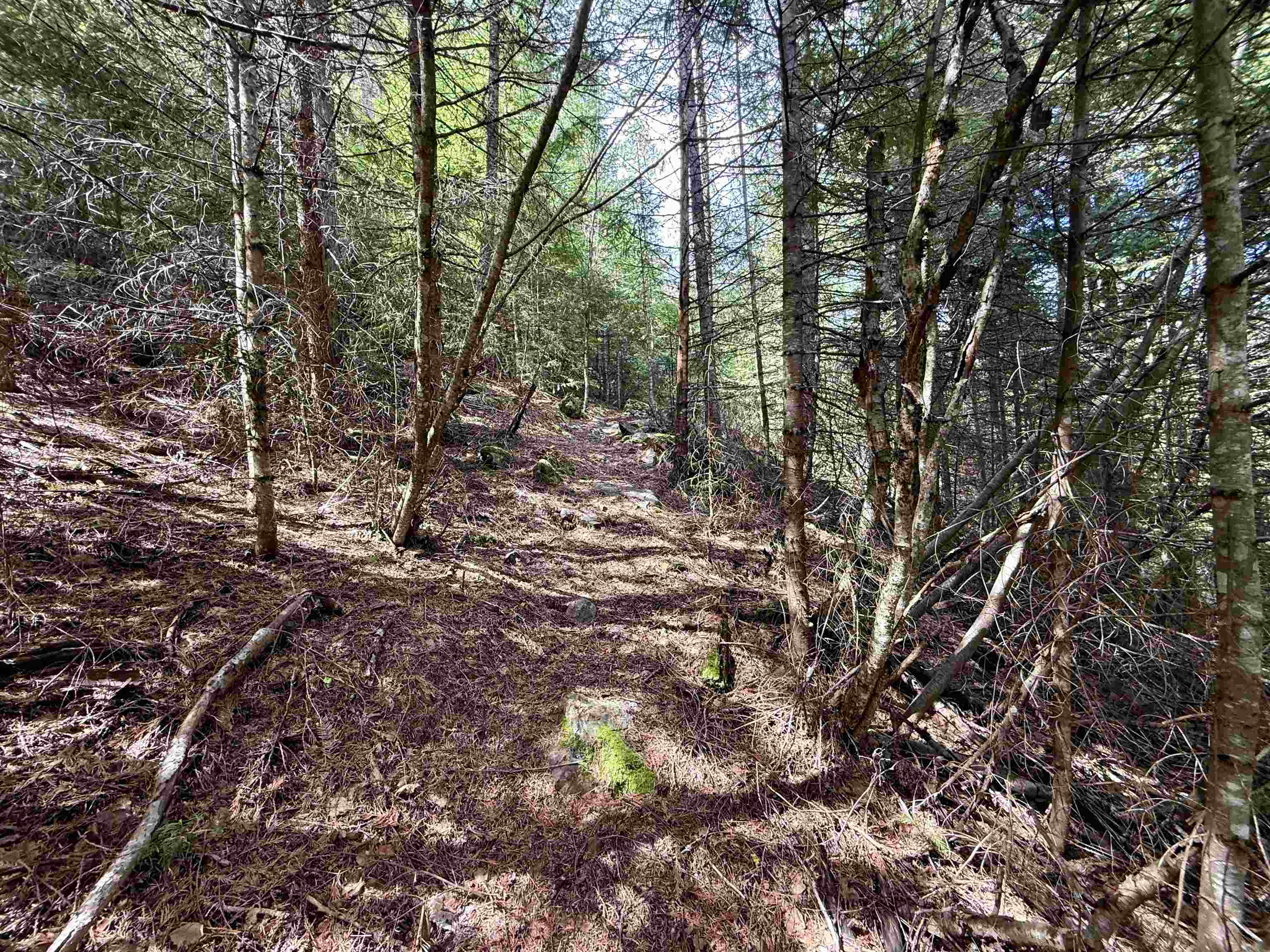 1264 McCloud Creek Road Newport, WA 99156 - Photo 27 of 33