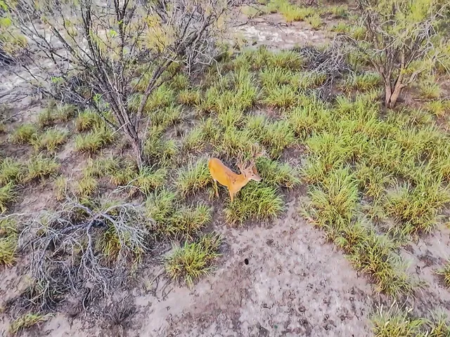 a view of a dry yard with trees in the background