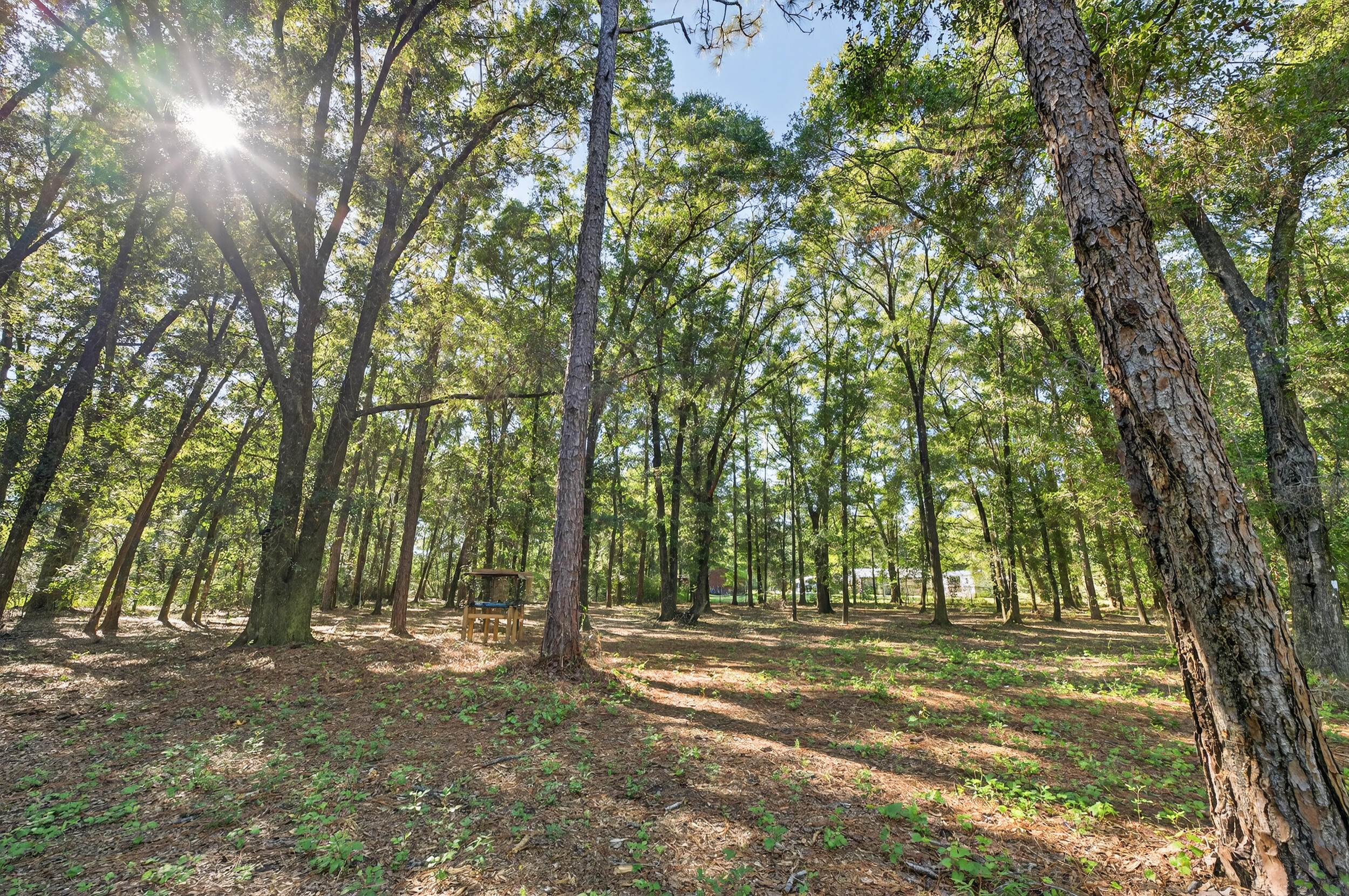 4734 Haybarn Road Holt, FL 32564 - Photo 43 of 56 a view of a yard with large trees