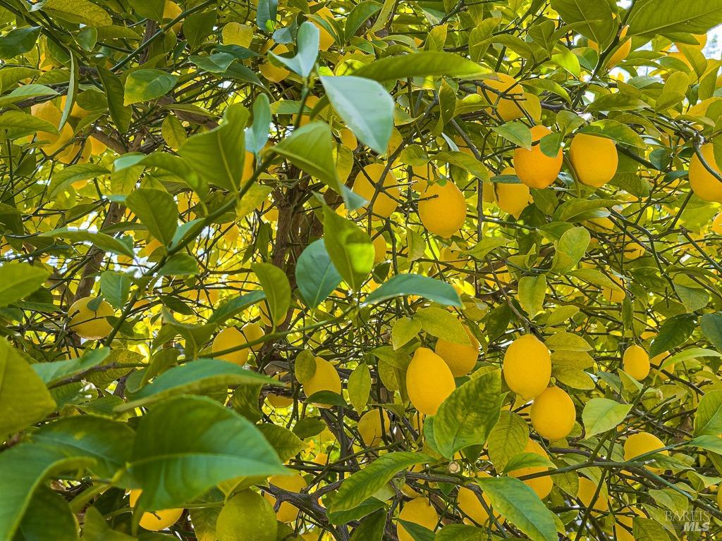 40695 Roseman Creek Road Gualala, CA 95445 - Photo 68 of 96