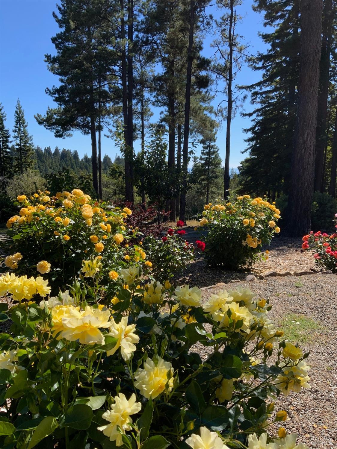 40695 Roseman Creek Road Gualala, CA 95445 - Photo 78 of 96