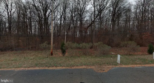 a view of a forest with trees in the background