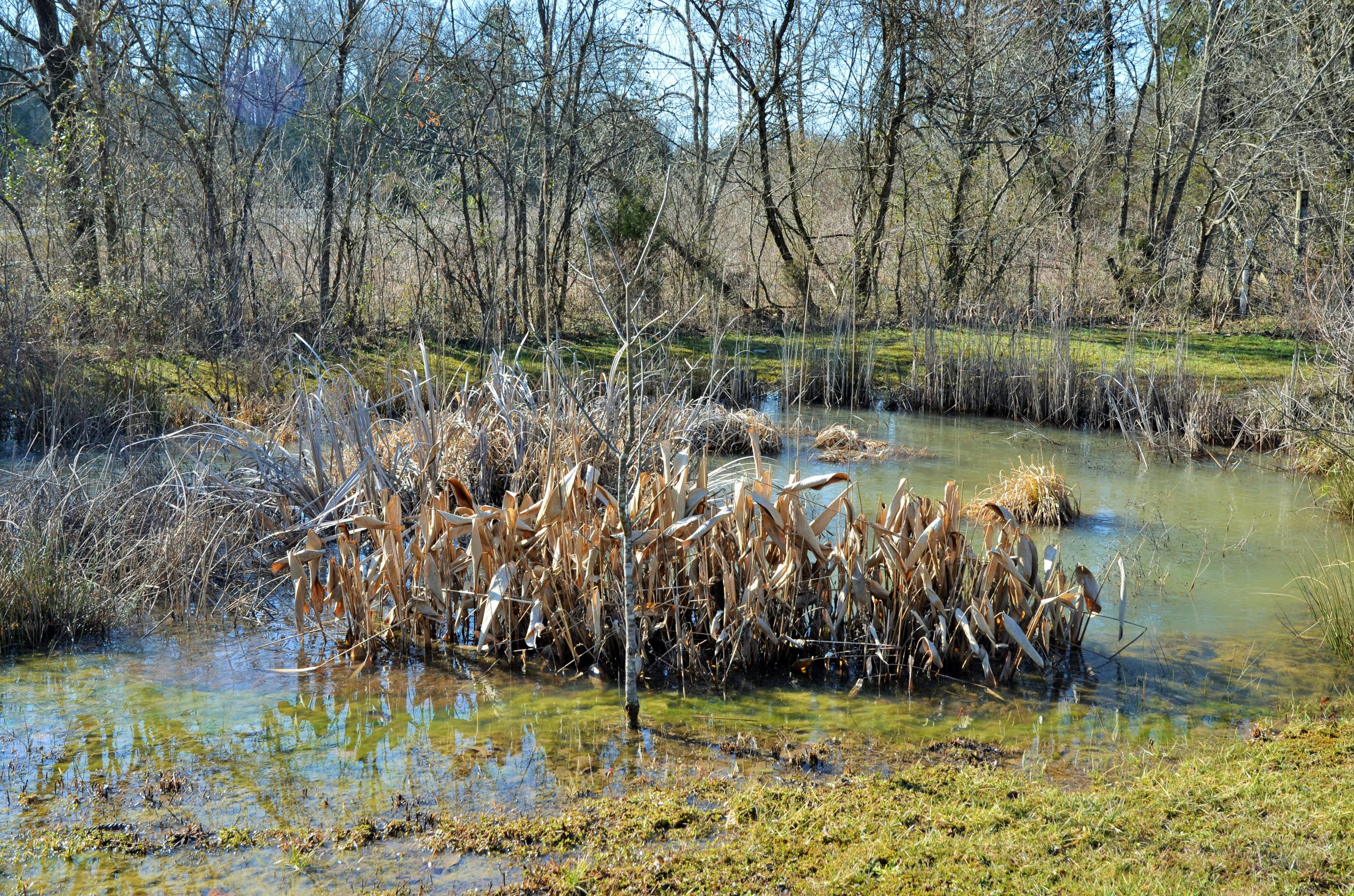 8101 Corryton Luttrell Road Corryton, TN 37721 - Photo 4 of 19 Pond