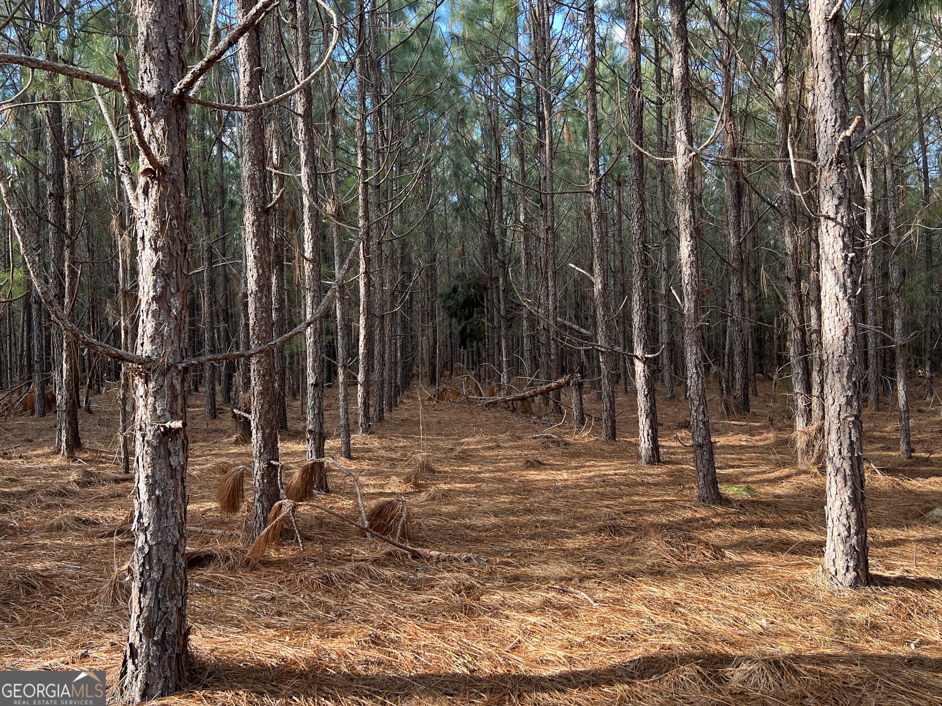 0 Thomas Road Millen, GA 30442 - Photo 3 of 11 a backyard of a house with lots of green space