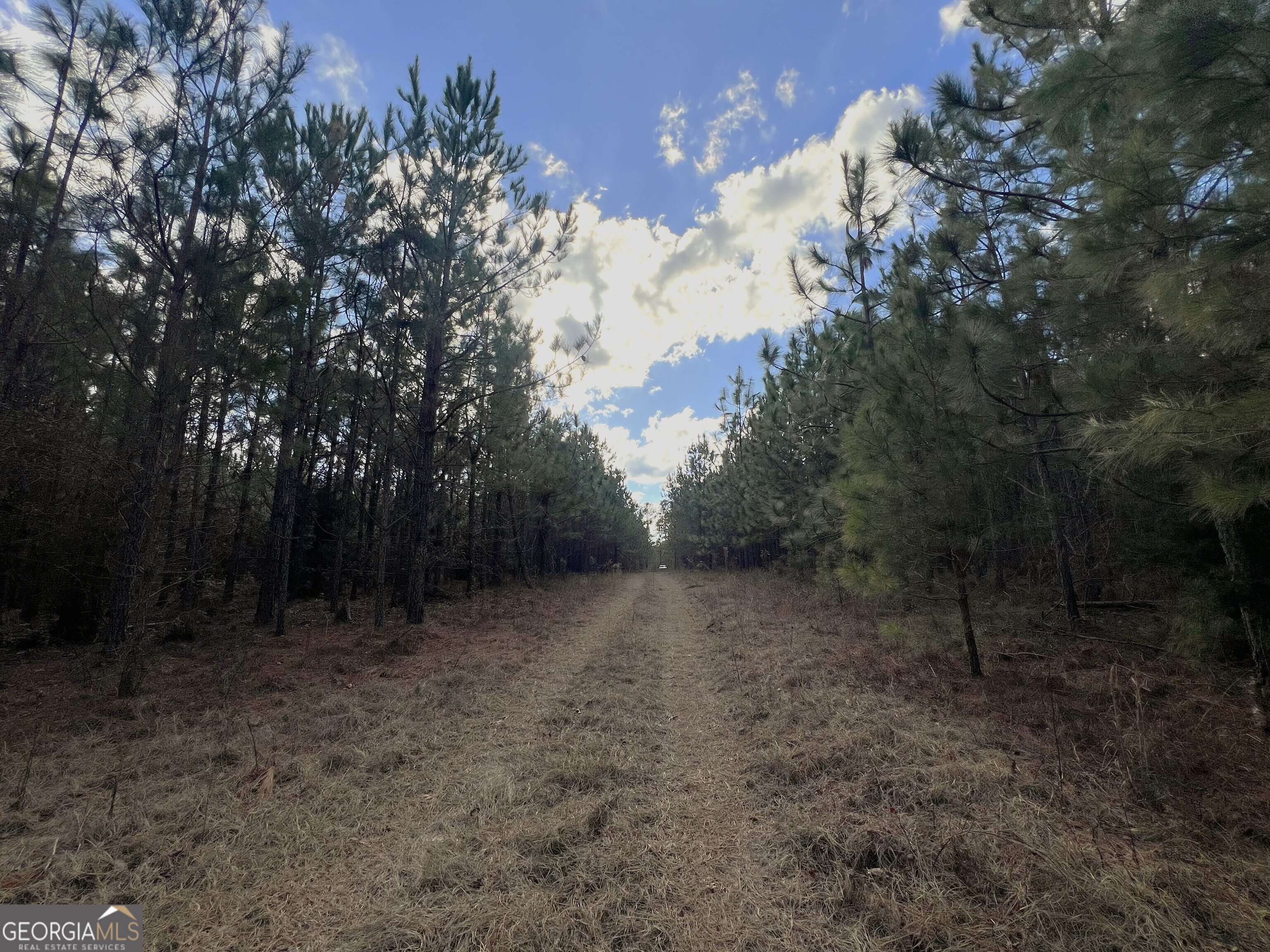 0 Thomas Road Millen, GA 30442 - Photo 4 of 11 a view of a forest with trees in the background