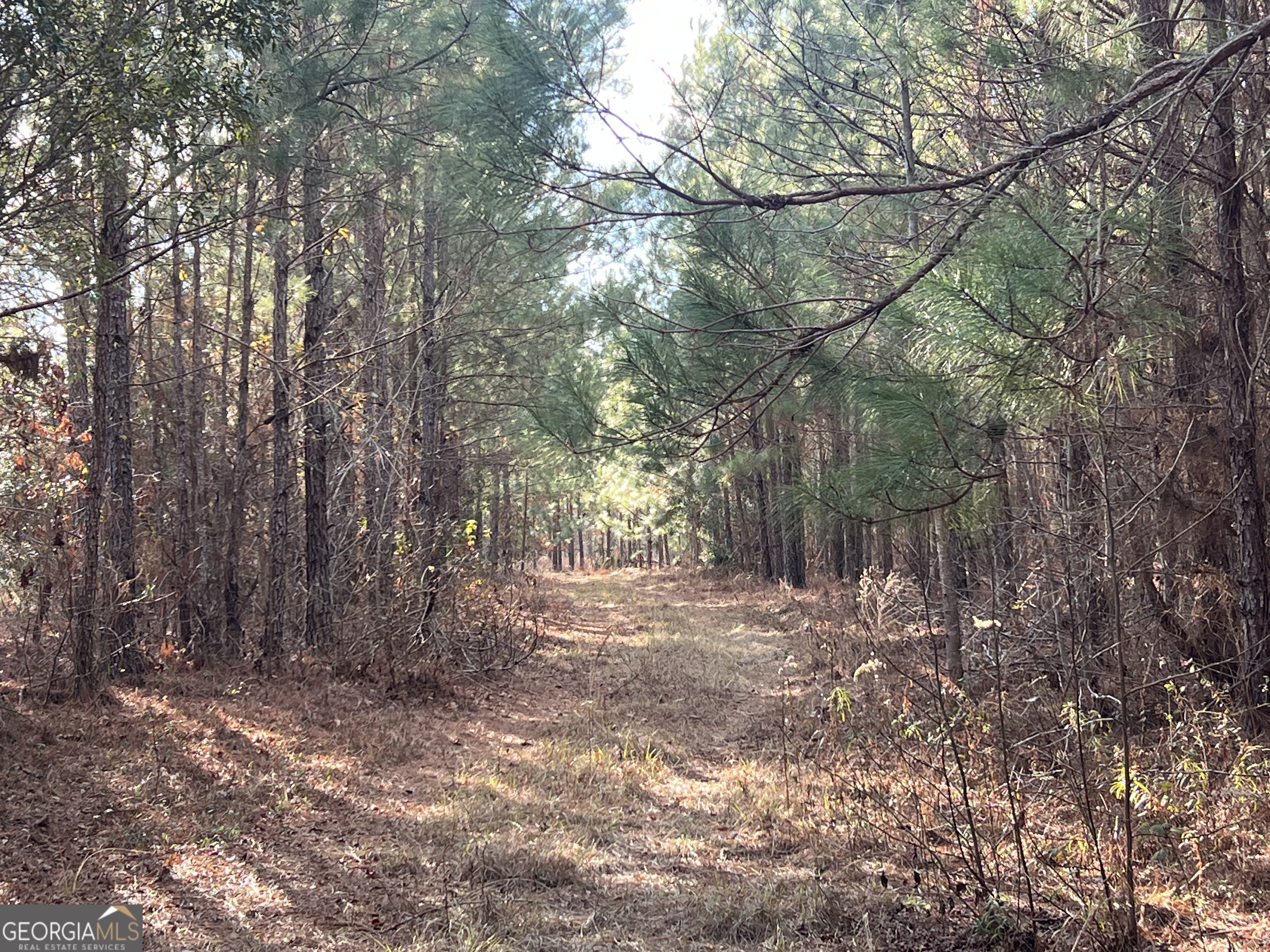 0 Thomas Road Millen, GA 30442 - Photo 5 of 11 a view of outdoor space and trees