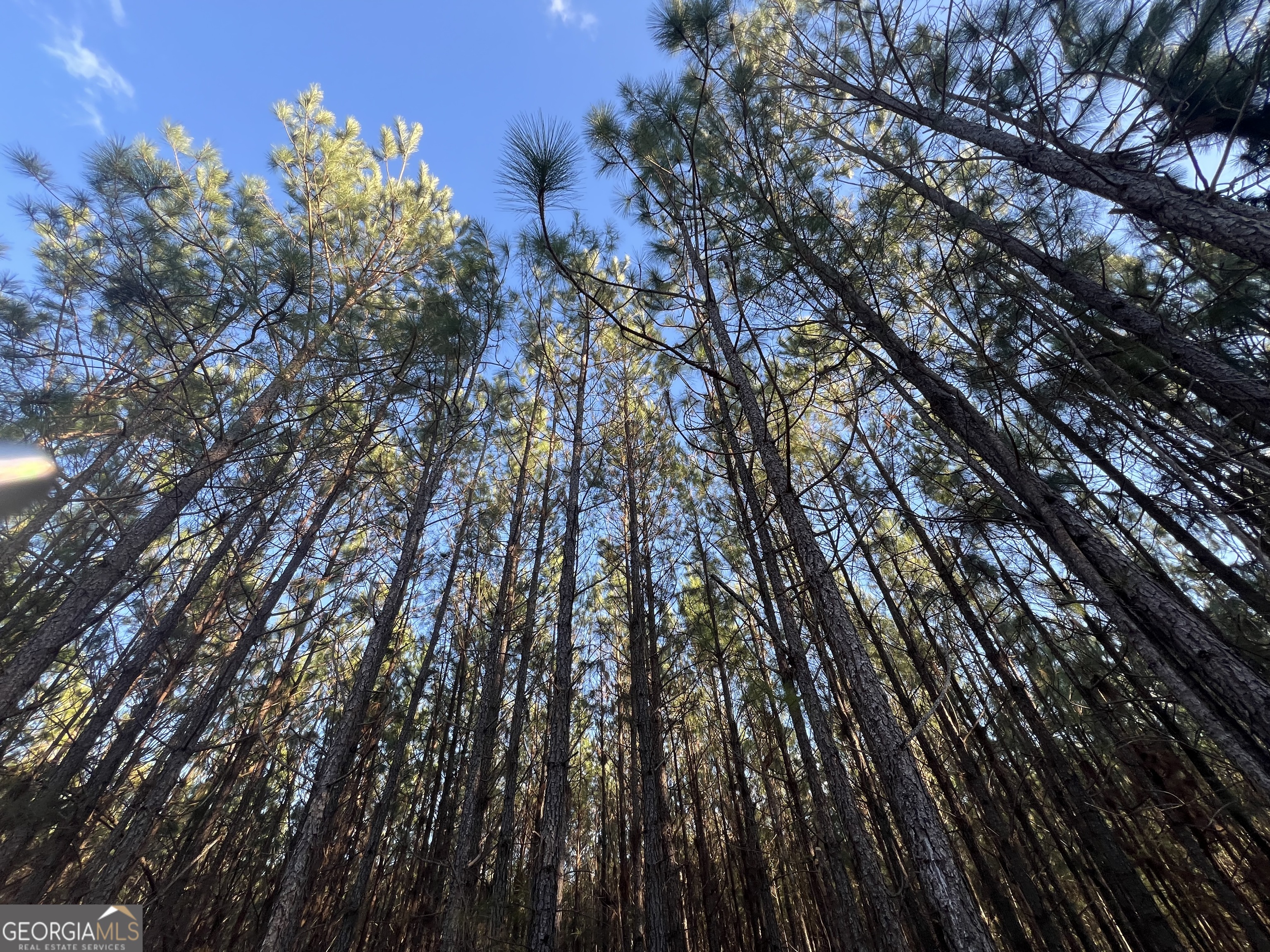 0 Thomas Road Millen, GA 30442 - Photo 6 of 11