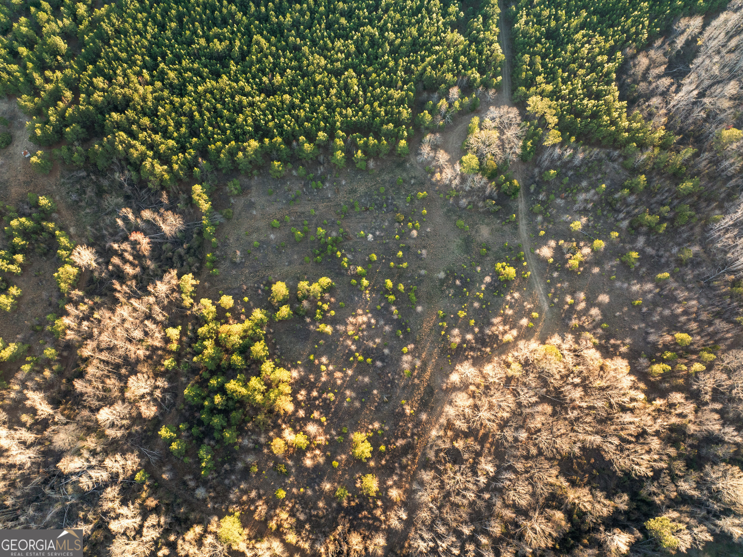 0 Thomas Road Millen, GA 30442 - Photo 10 of 11 a picture of tree