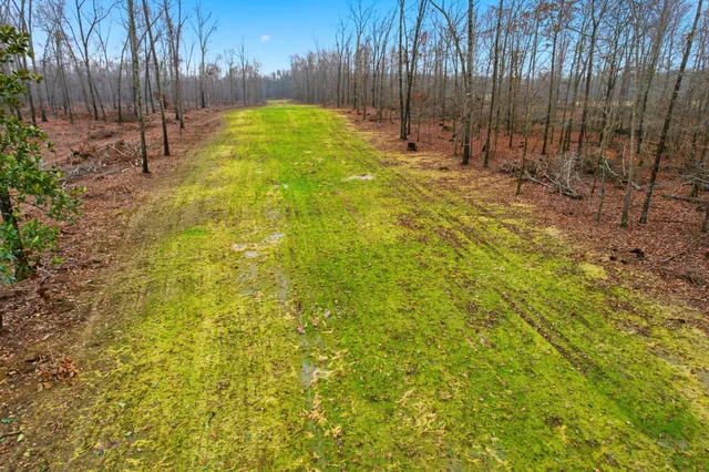 a view of yard with trees