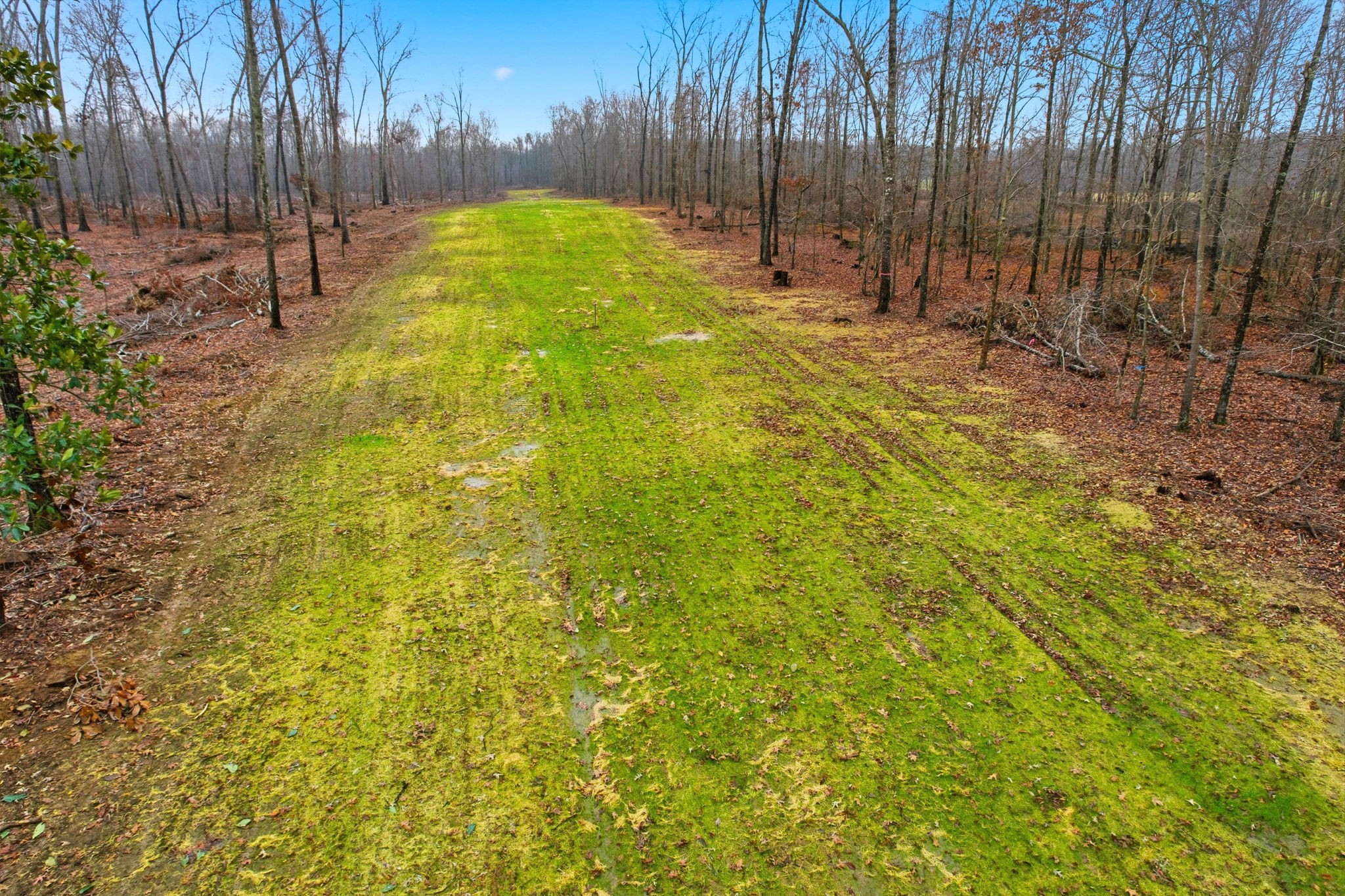 0 Whitaker Lane Belvidere, TN 37306 - Photo 11 of 14 a view of yard