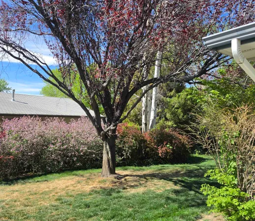 a view of a backyard with a tree