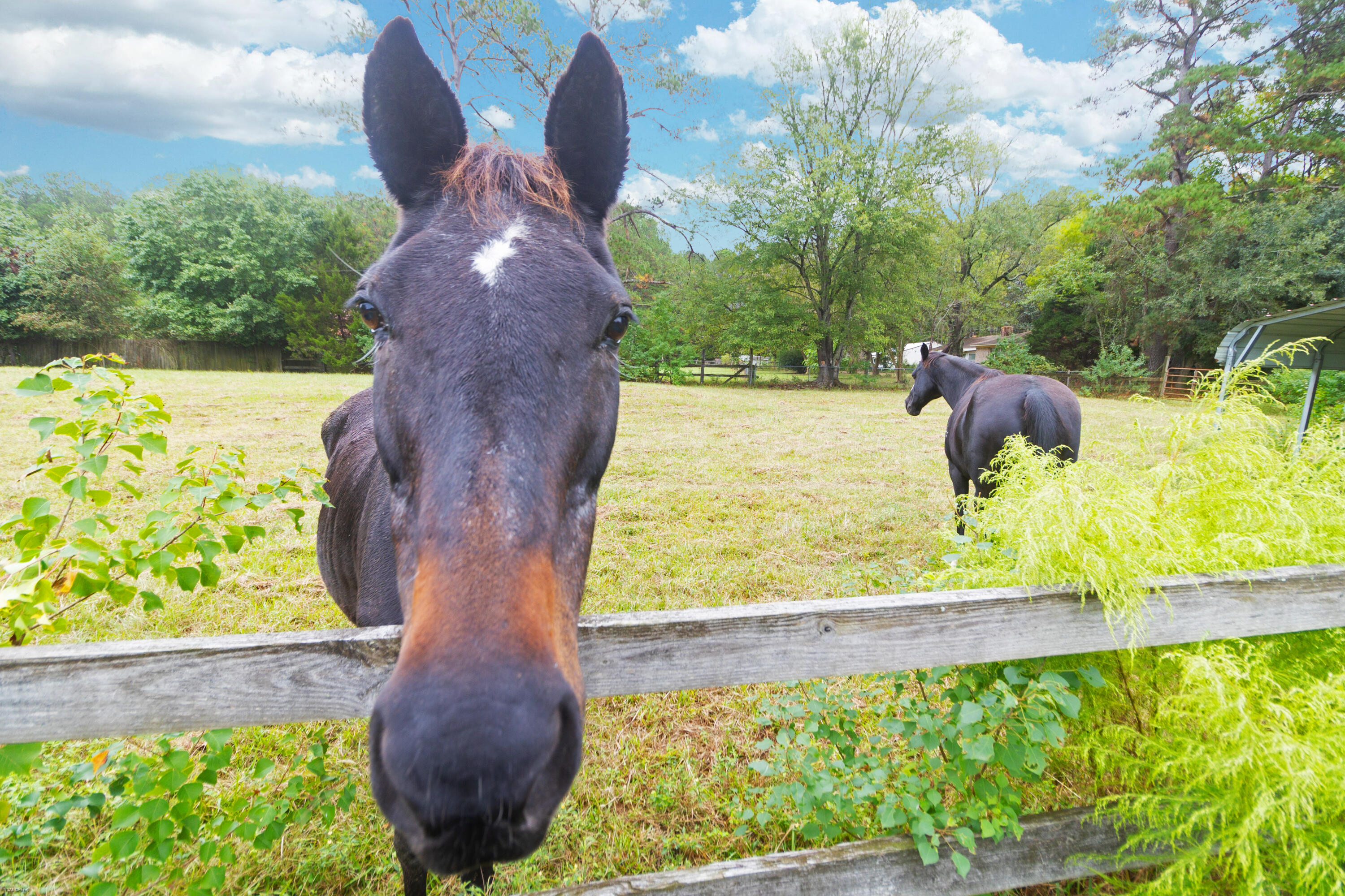 274 Campbell Road Ridgeville, SC 29472 - Photo 86 of 107 274 Campbell -Tidalcreekphoto- (38)