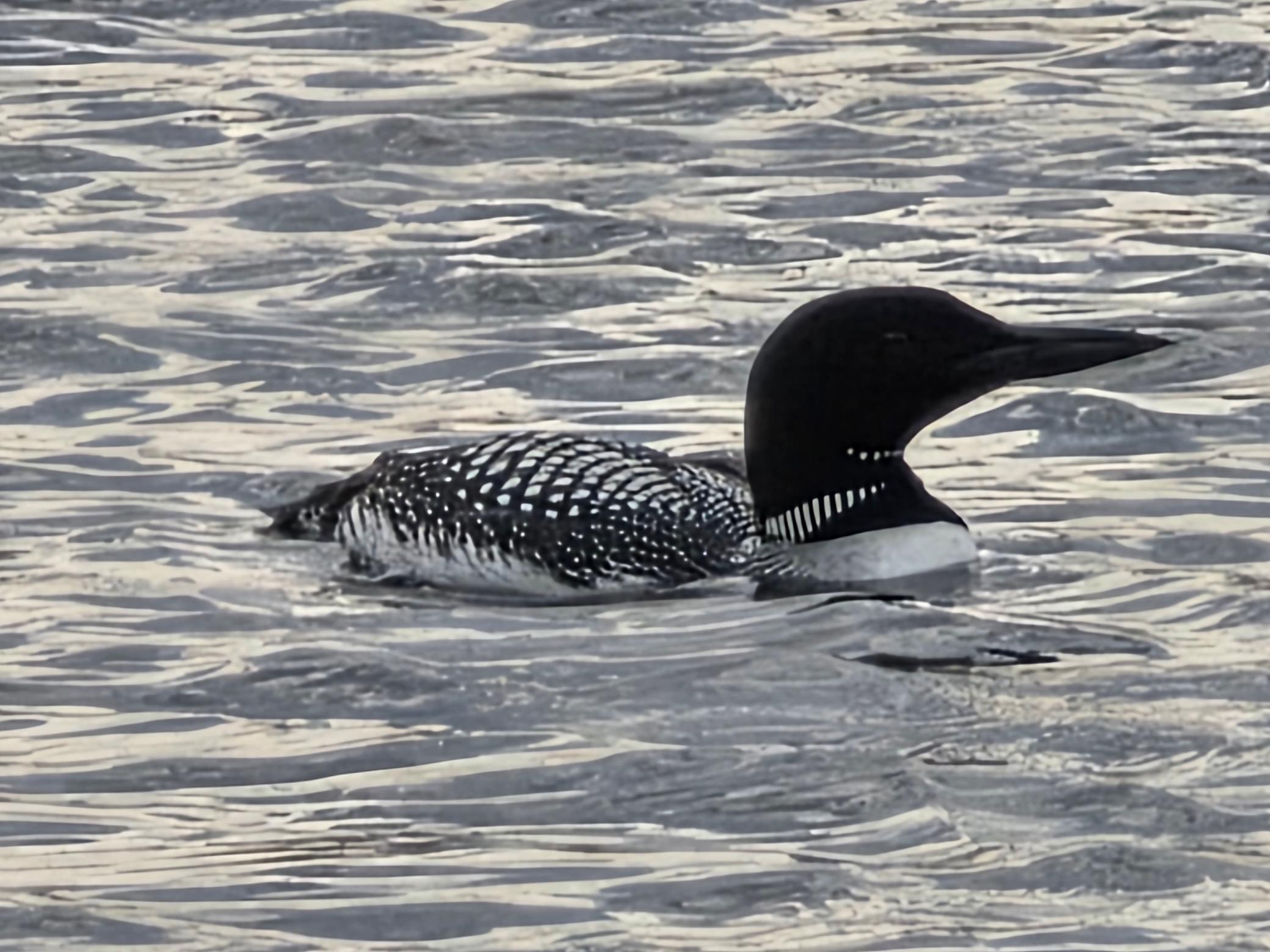 2945 County Road 4 Southwest, Unit 63 Cokato, MN 55321 - Photo 11 of 25