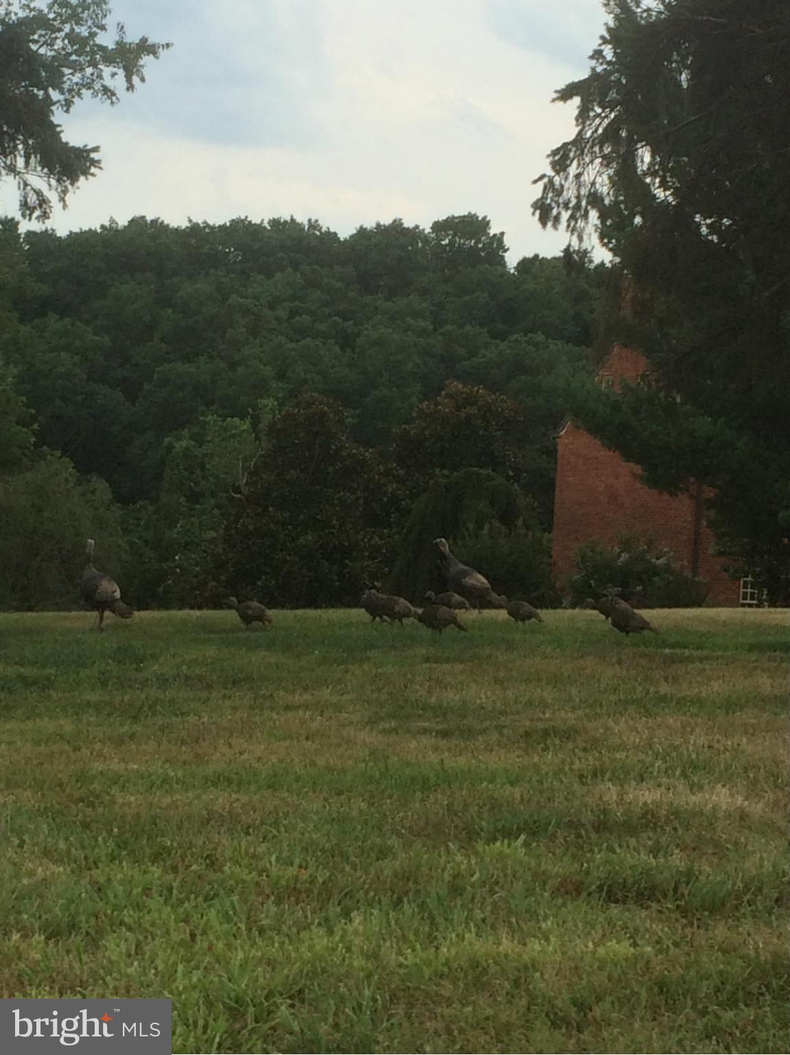 233 Burnt Factory Road Stephenson, VA 22656 - Photo 7 of 30 Want some turkeys???? Lots of wildlife!