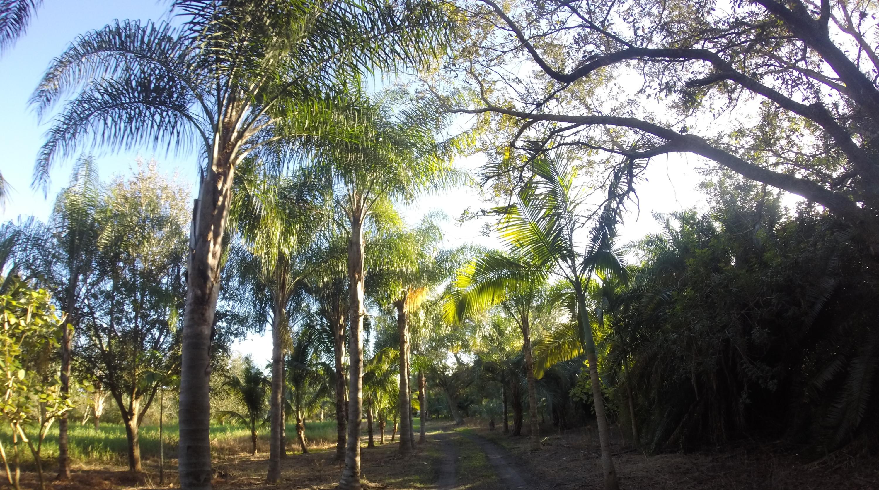 16300 Norris Road Wellington, FL 33470 - Photo 12 of 16 Land 2