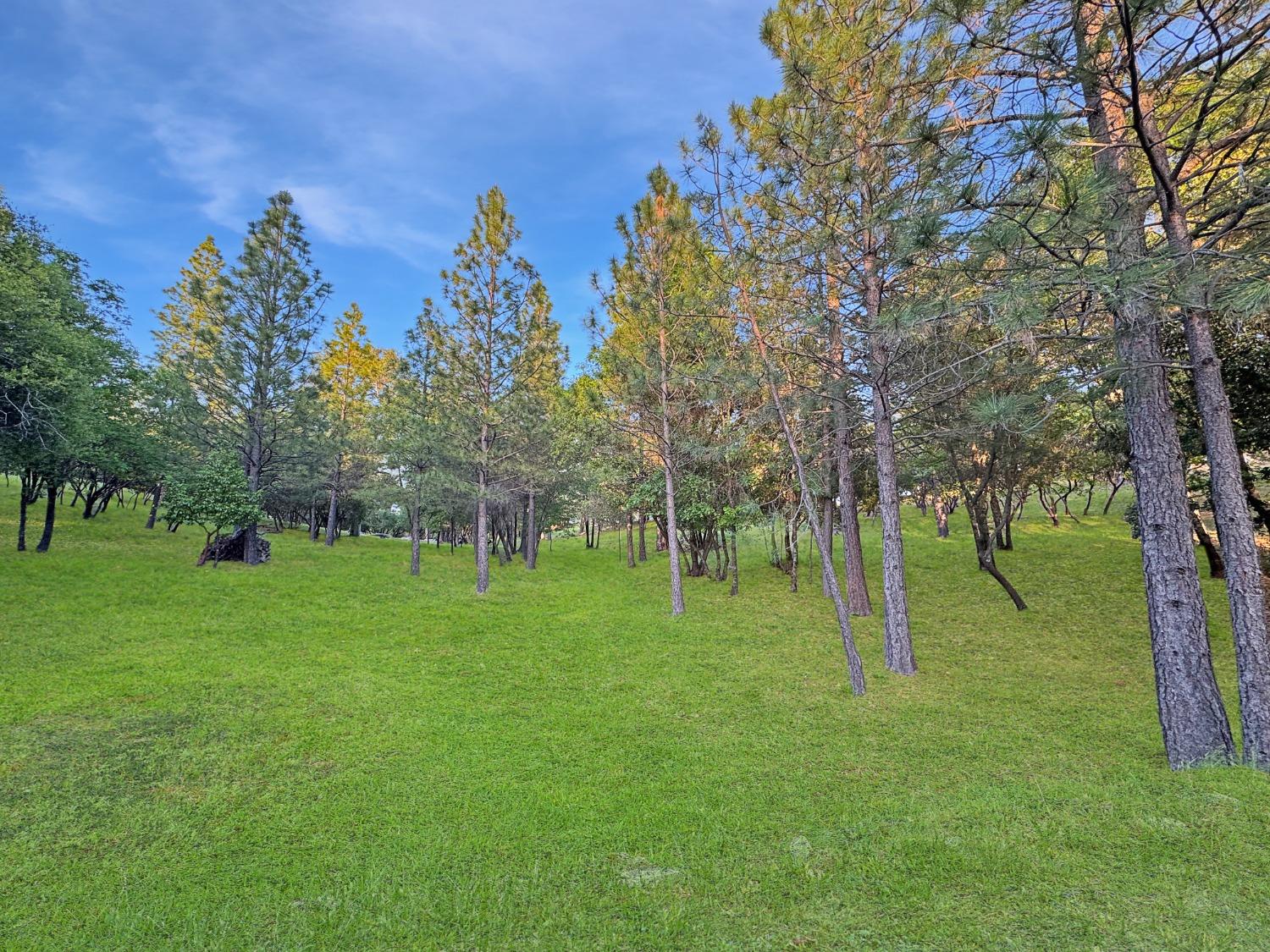 10095 Birchville Road Nevada City, CA 95959 - Photo 29 of 38 a view of a tree in a yard