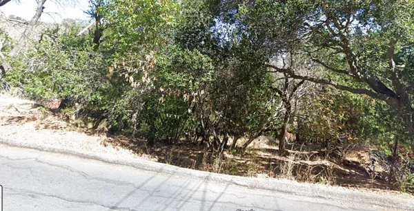 a view of a yard with plants and trees