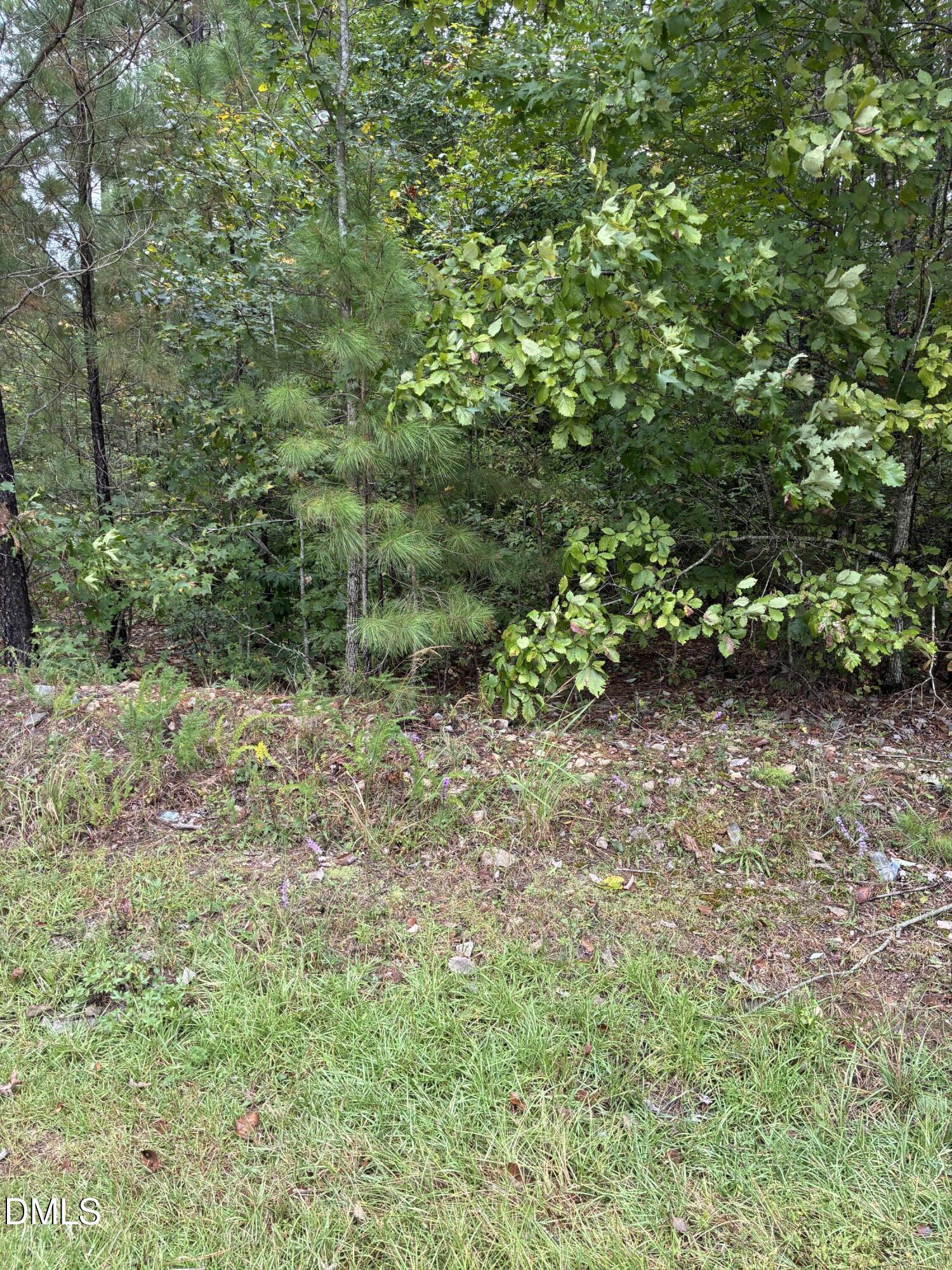 0 Gordon Moore Road Franklinton, NC 27525 - Photo 1 of 6 a big yard with lots of green space and deers
