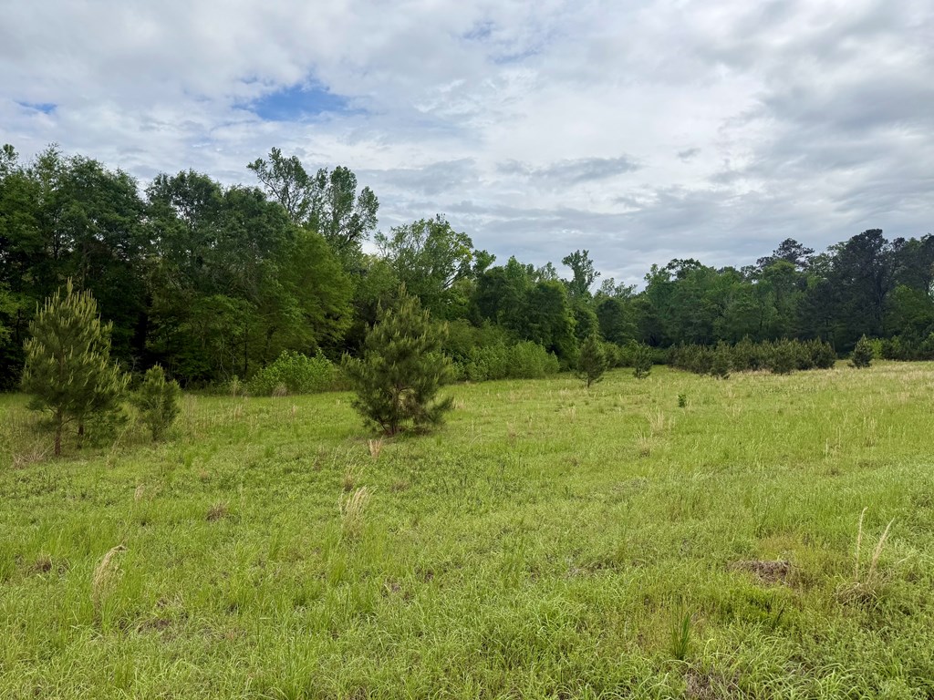 50-acres Dillard Road Pansey, AL 36370 - Photo 5 of 13