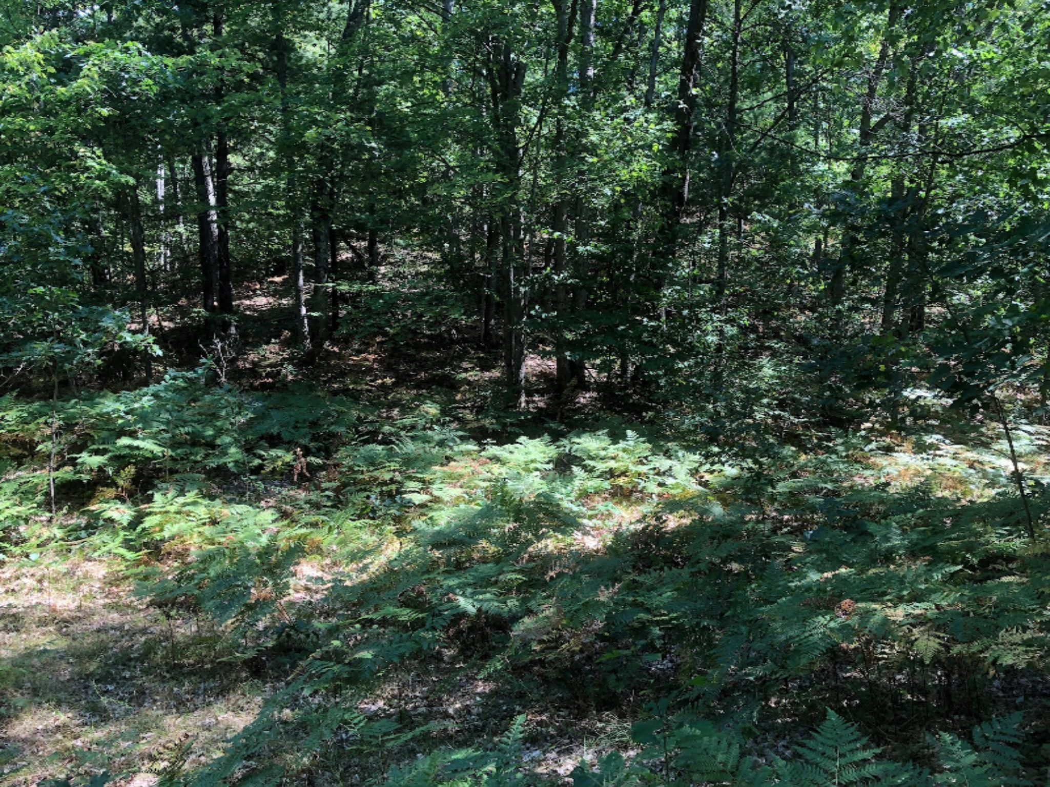 3745 Clements Road Brethren, MI 49619 - Photo 3 of 6 Sexton 10 ac (1)