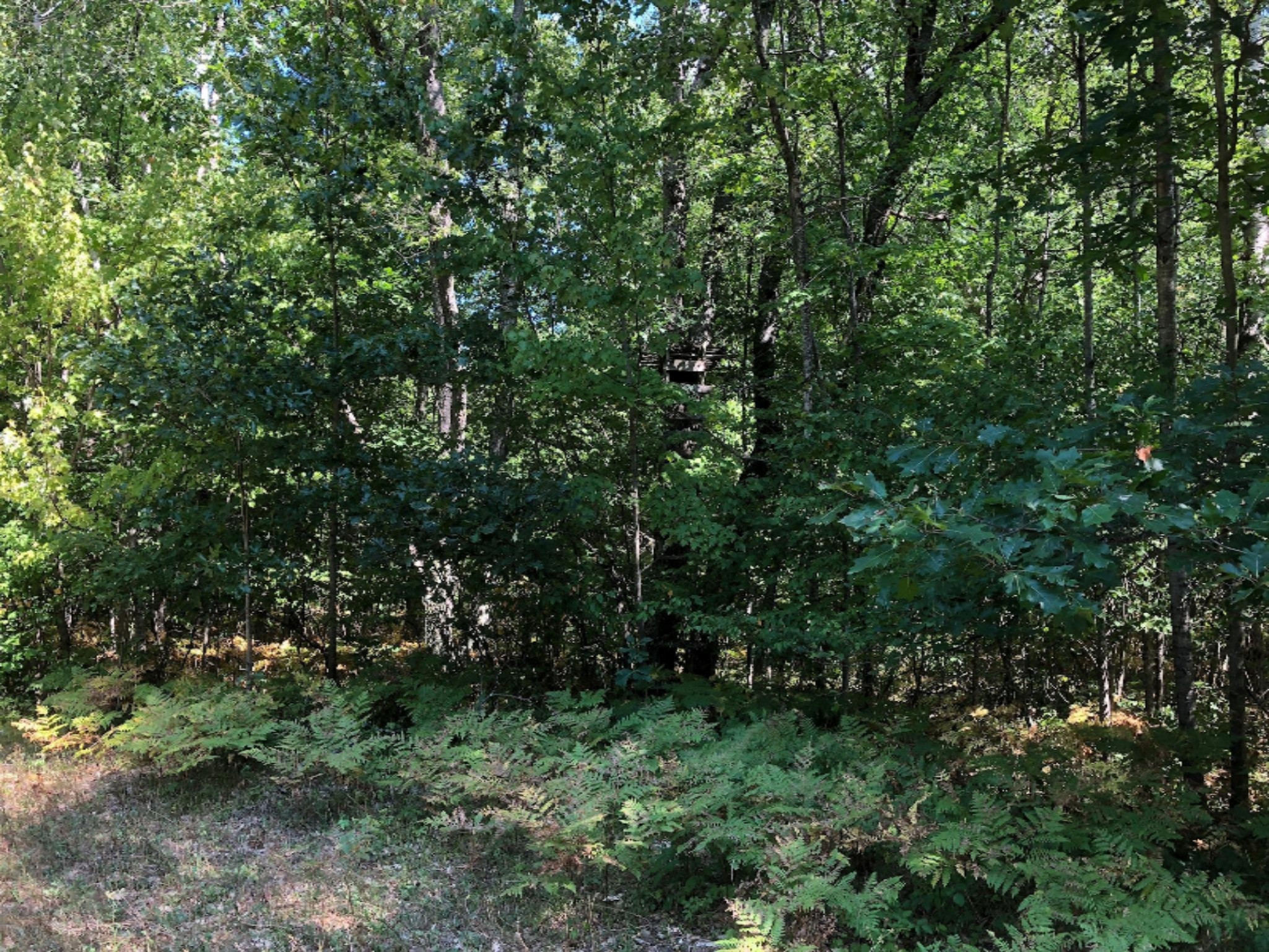 3745 Clements Road Brethren, MI 49619 - Photo 6 of 6 Sexton 10 ac (6)