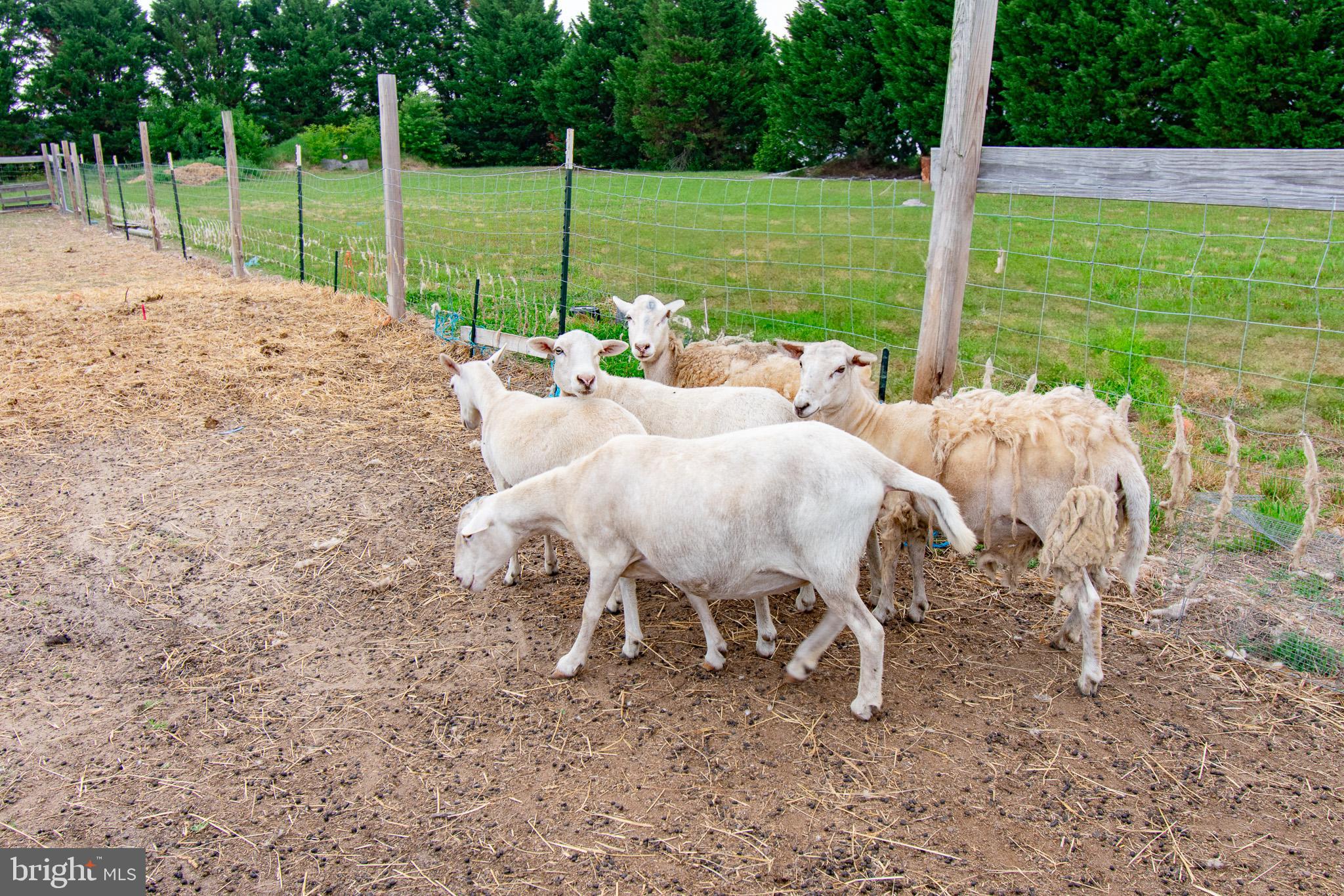 22408 Hog Creek Road Preston, MD 21655 - Photo 44 of 45 Resident Sheep have moved to new home
