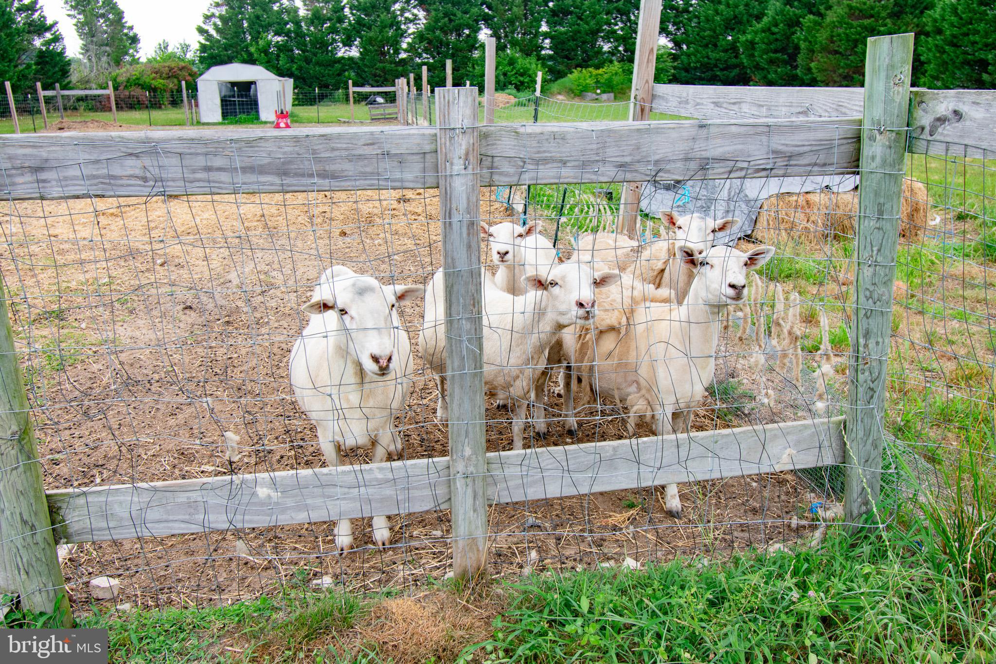 22408 Hog Creek Road Preston, MD 21655 - Photo 45 of 45 Resident Sheep are already at thier new home