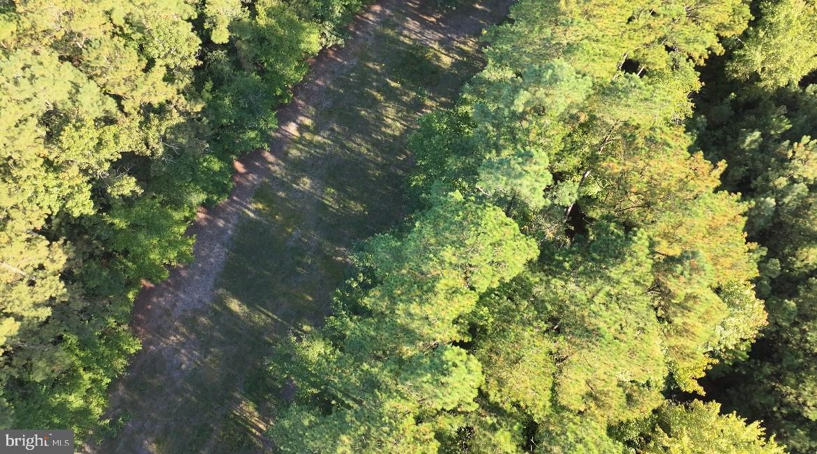 0 Bear Swamp Road Parsonsburg, MD 21849 - Photo 5 of 7
