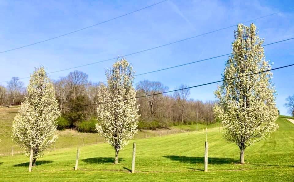 1 A Bakers Acrs Road Carlisle, KY 40311 - Photo 5 of 11 bakers acre 8