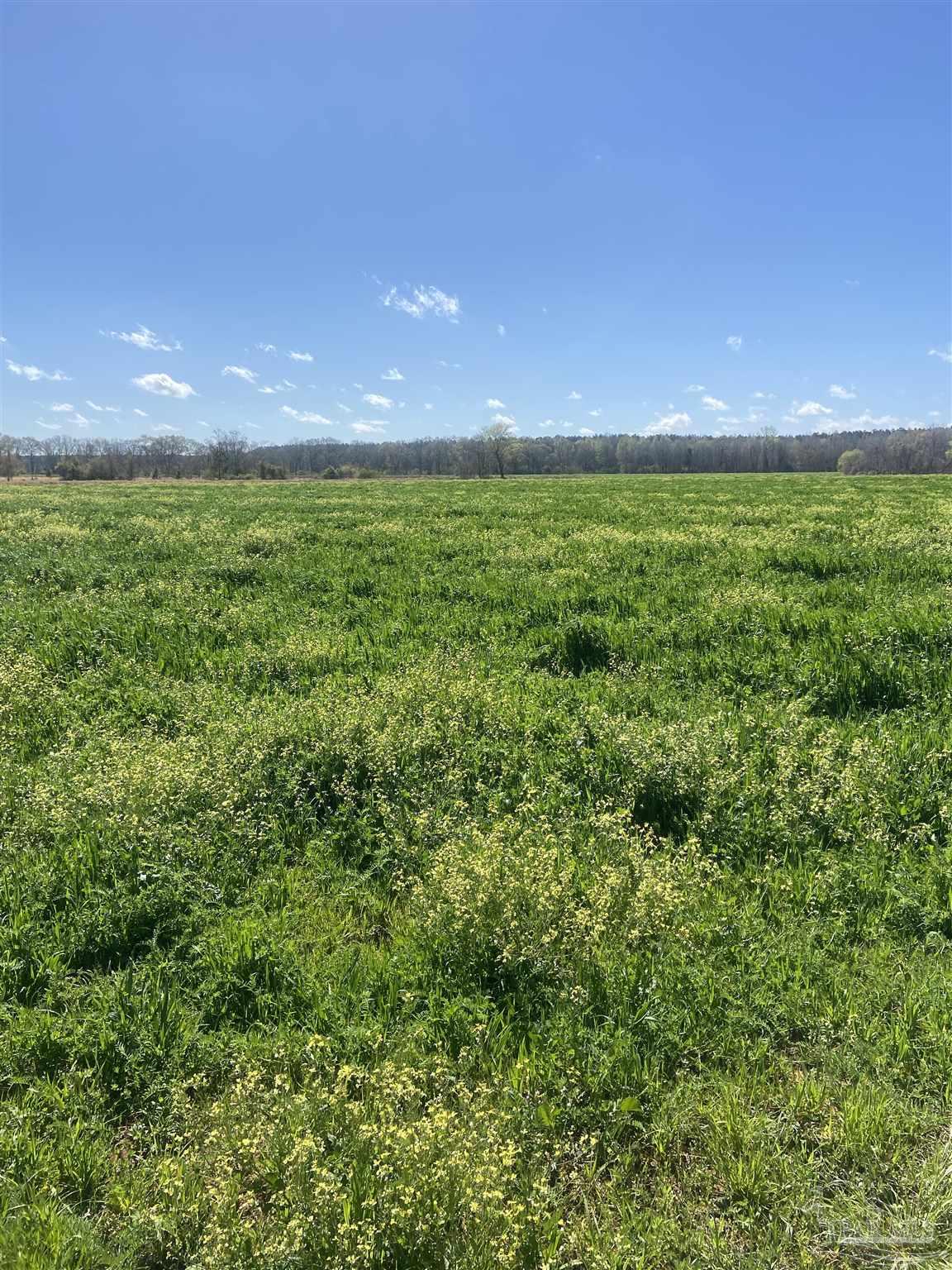 Lot 11 Mccullough Road Atmore, AL 36502 - Photo 2 of 13