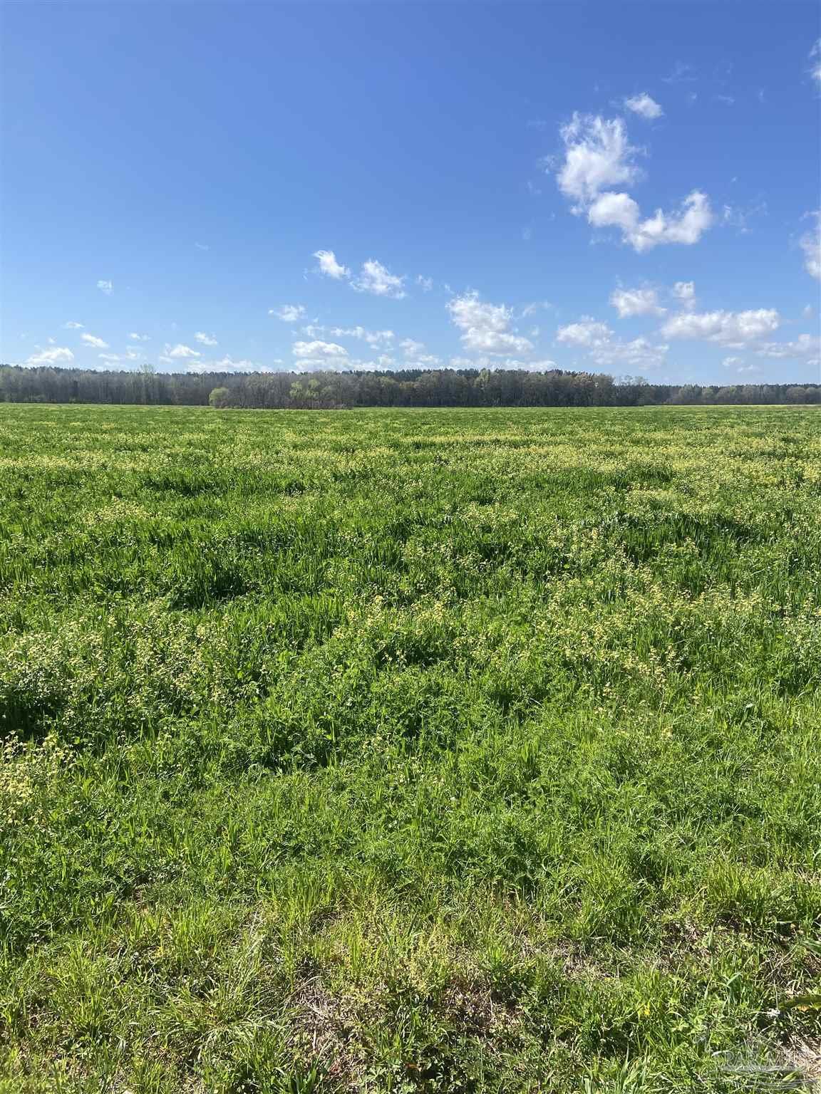 Lot 11 Mccullough Road Atmore, AL 36502 - Photo 3 of 13