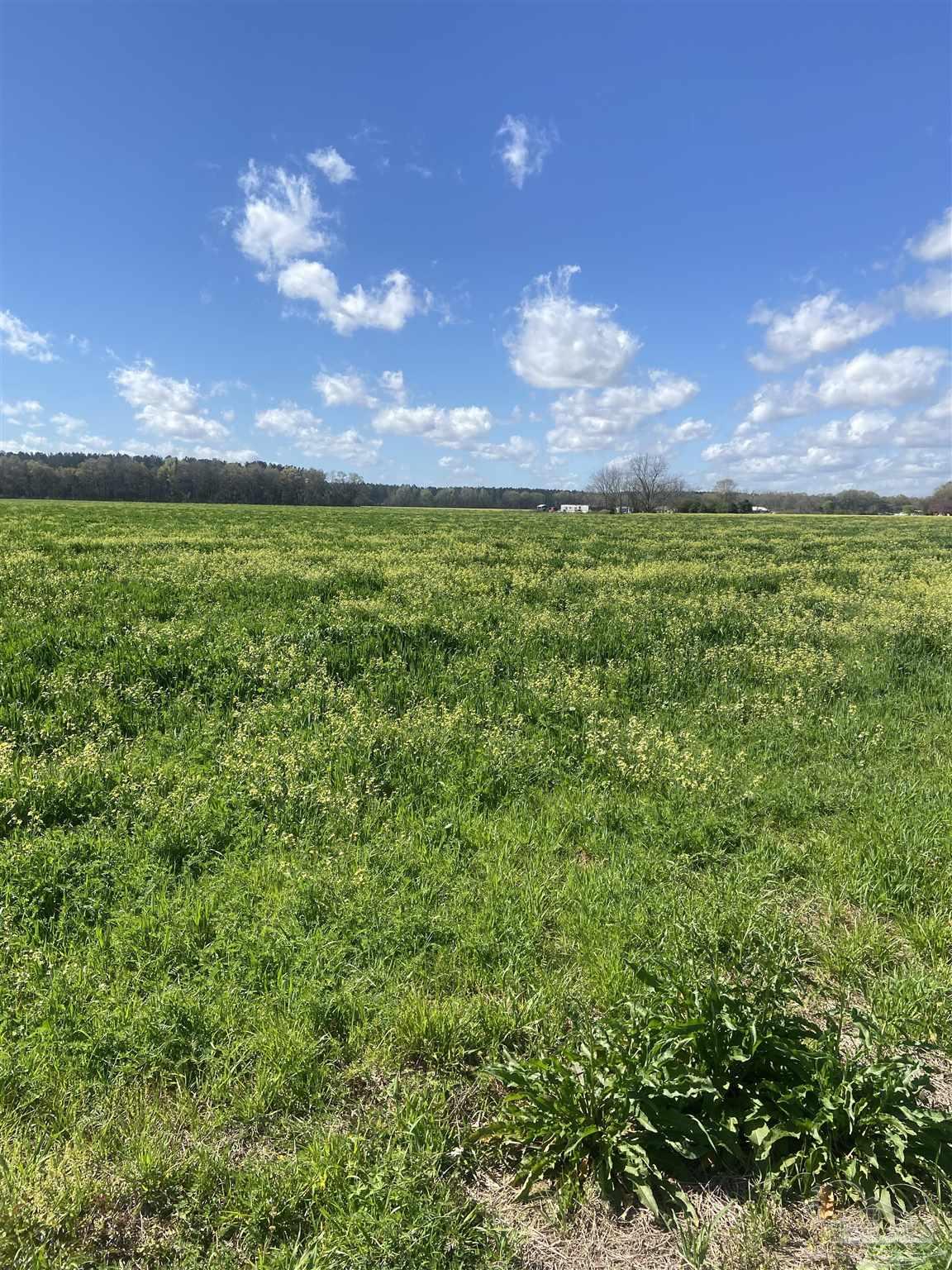 Lot 11 Mccullough Road Atmore, AL 36502 - Photo 6 of 13