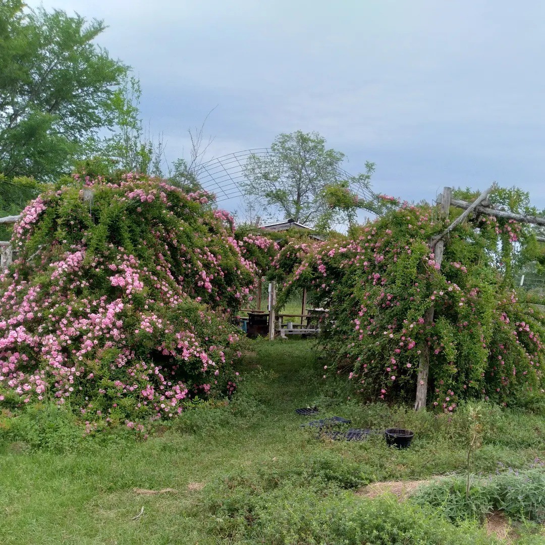 38241 Wiggins Road Hempstead, TX 77445 - Photo 10 of 48 a view of a house with a yard and garden