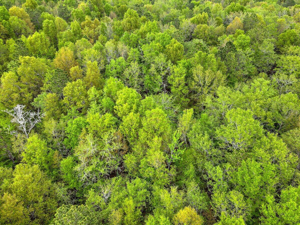 0 Millers Pond Road, Unit LOT 5 Salley, SC 29137 - Photo 13 of 13